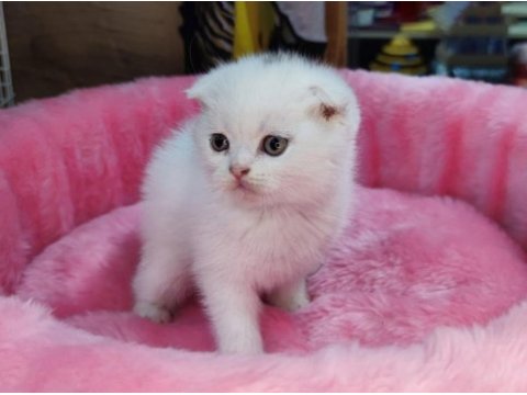 Scottish fold yavru kediler