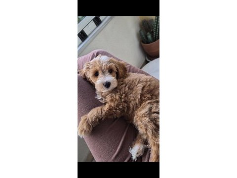 3 aylık erkek maltipoo