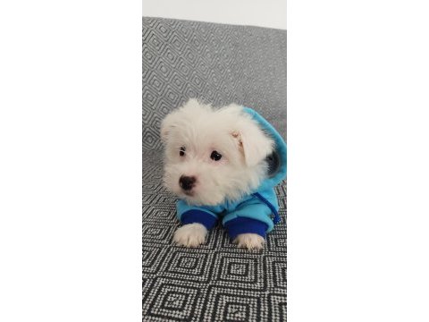 3 aylık terrier