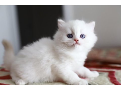 Bir çift boncuk mavi göz british longhair