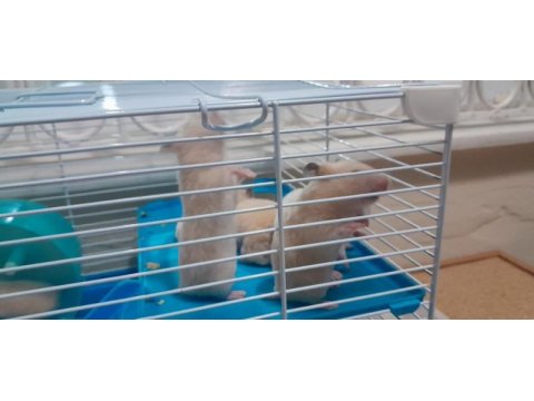 Suriye hamster