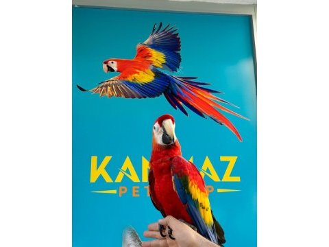 Eğitimli ara macaw papağanlarımız gönderim mevcut