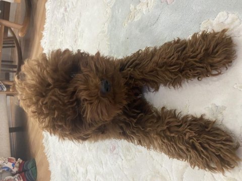 4 aylık dişi toy poodle