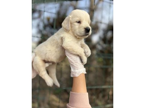 Baby face ırk garantili golden retriever yavrular