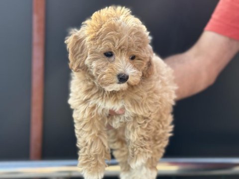 Petmode köpek çiftliğinden ziyarete açık maltipoo