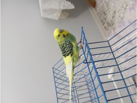 14 aylık erkek muhabbet kuşu