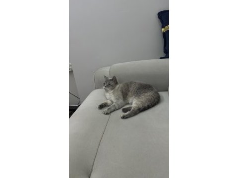 Kedimiz mia çok acil yeni yuvasını arıyor