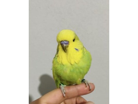 Show jumbo yavru muhabbet kuşu ve anaçlar mevcut