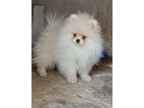 Pomeranian boo dişi 3 aylık