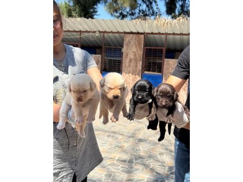 Labrador yavru köpekler