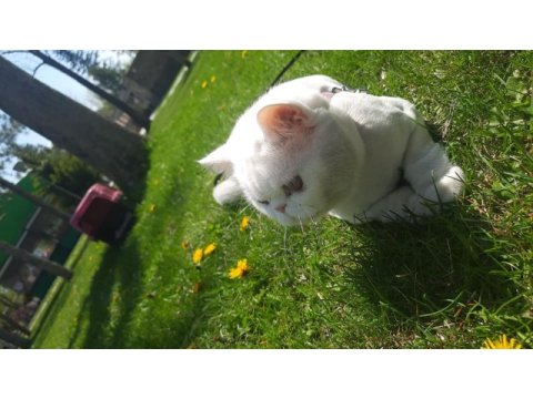 Ücretsiz sahiplendirilecek british shorthair