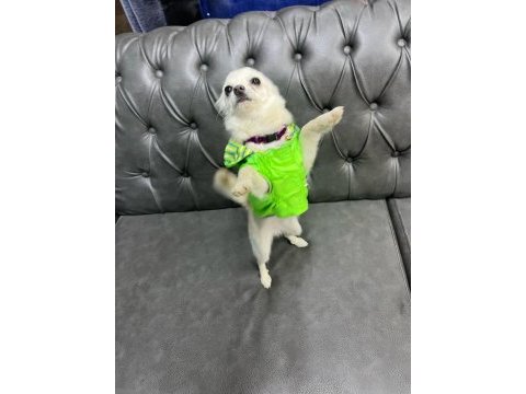 4 aylık dişi aşıları yapılmış çok akıllı chihuahua
