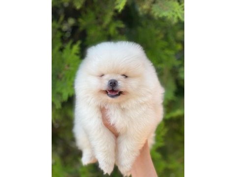 Pomeranian boo yavrular
