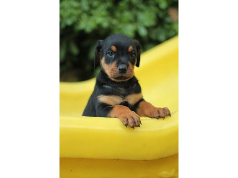 Akkuş üretim çiftliğinden rottweiler yavruları