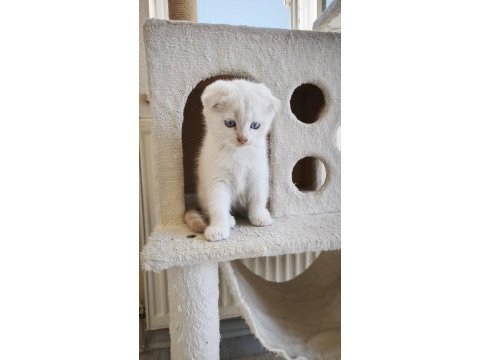 Scottish fold yavru kediler