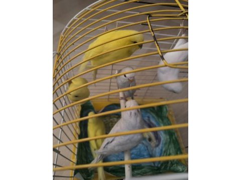 Lutino albino yavru yada takım kuşlar