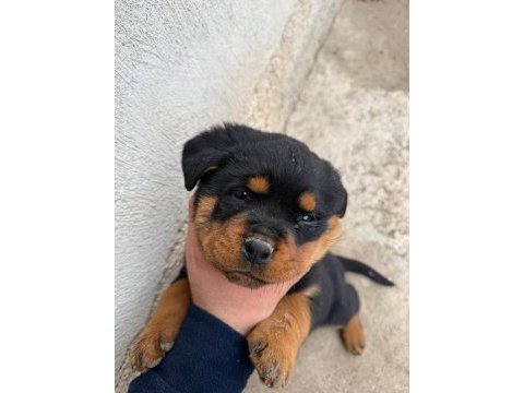 Son 3 erkek koca kafa rottweiler yavrular