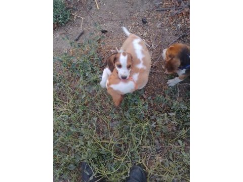 Show kalite safkan beagle yavrular