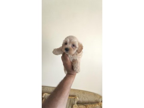 Maltipoo yavrular