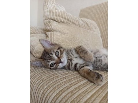 Scottish fold kedimin yavruları