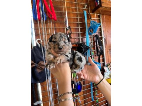 Tüm renkleriyle şecereli border collie yavrularımız