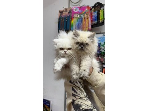 A kalite scottish longhair bebekler