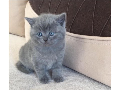 Mükemmel british shorthair bebekler ırk garantili