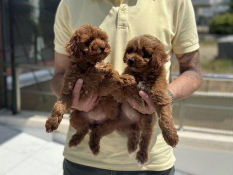 Petmode köpek çiftliğinden ziyarete maltipoo