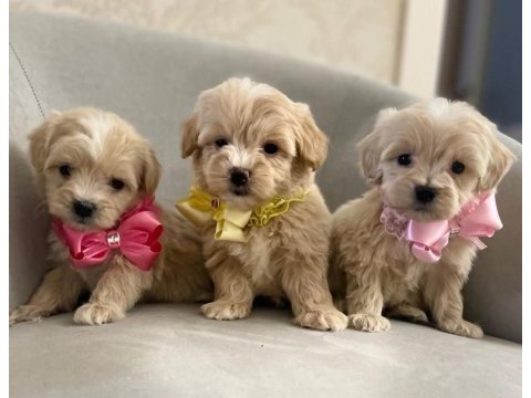 Aşılı mikro çipli pasaportlu maltipoo köpeklerimiz