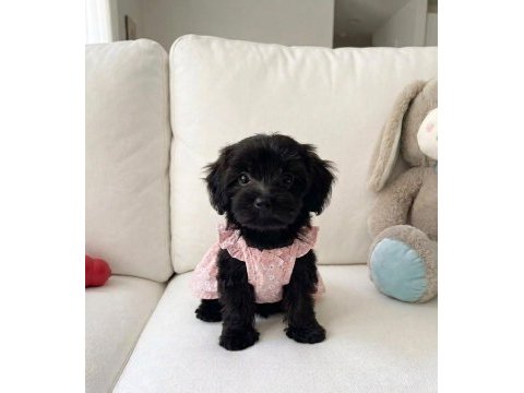 Black morkie