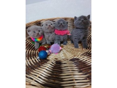 Gri ve silver scottish fold yavrular eğitimli