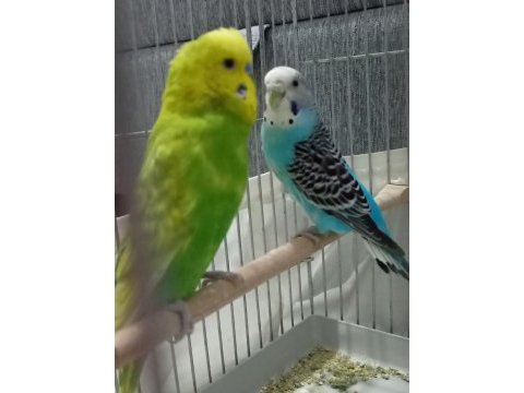 Çift muhabbet kuşları