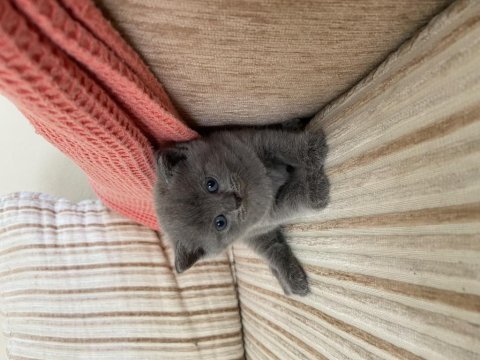British shorthair gri erkek