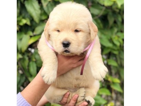Golden retriever puppies