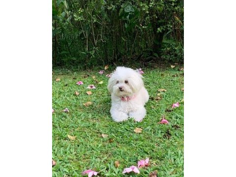 Sempatik maltipoo yavrular