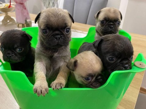 Pink babadan pug mops yavrular