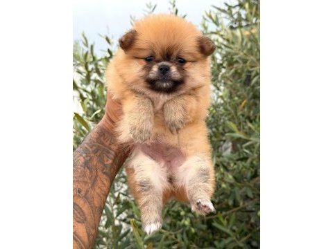 Pomeranian boo dişi yavrular