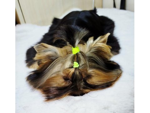 Mini erkek yavru yorkshire terrier