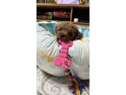 Temas bağımlısı dişi poodle bebek