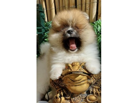 Mini teddy face pomeranian dişi yavrular