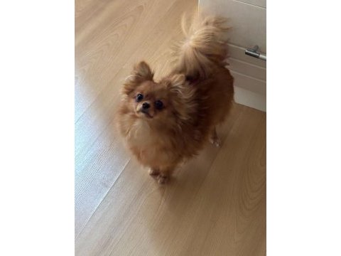 Uzun tüylü chihuahua