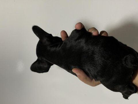 Black french bulldog
