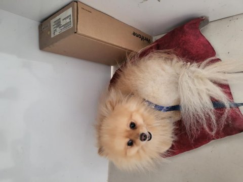 Erkek safkan pomeranian boo
