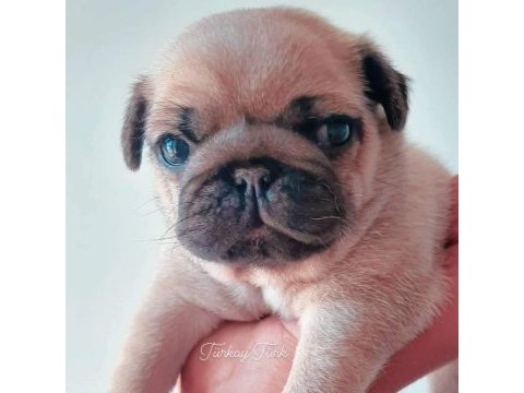 Muhteşem pug mops köpekler a kalite