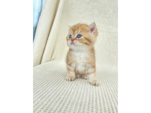 By22 erkek yavru safkan british shorthair