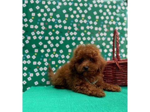 Orjinal toy poodle çocuklar