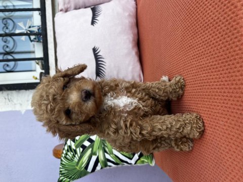 Dişi red poodle yavrumuz