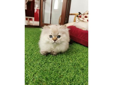 British longhair