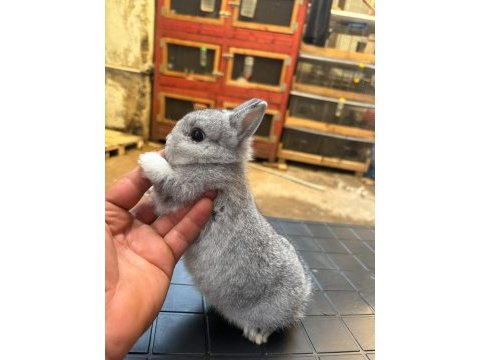 Safkan hollanda cüce tavşanlar gerçek seven