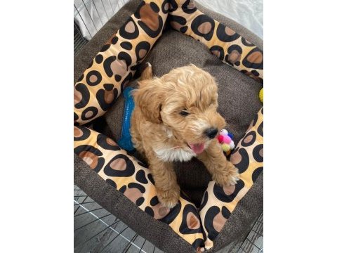 A kalite maltipoo yavrumuz